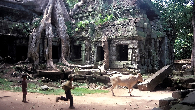 Boys chasing a cow in the ruins of Ta Prohm, Angkor, Siem Reap, Cambodia