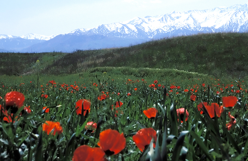 Field of red poppies (Roemeria refracta) with the Altay Mountain Range in the background, Kazakhstan