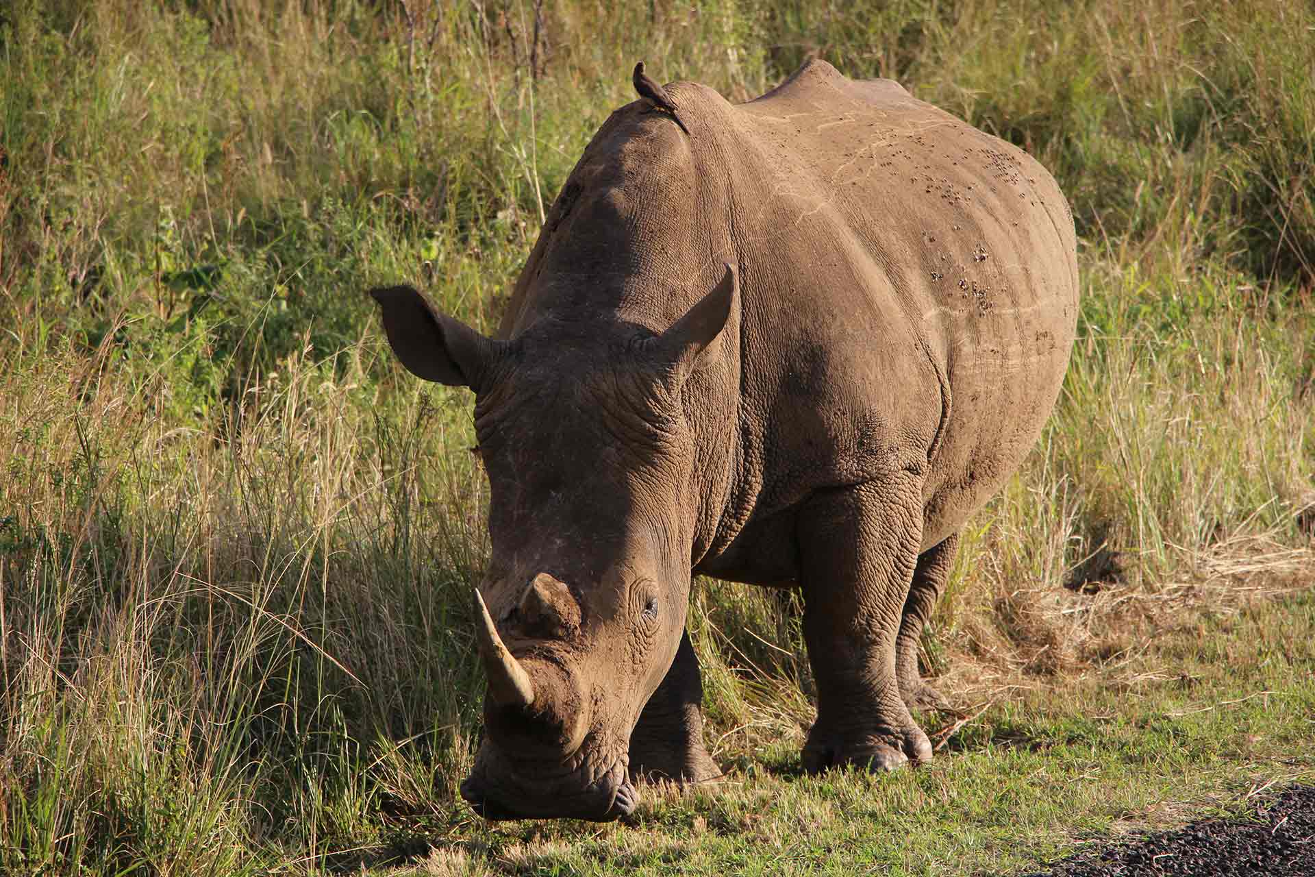 Watching a rhino graze in South Africa’s Hluhluwe Game Reserve.