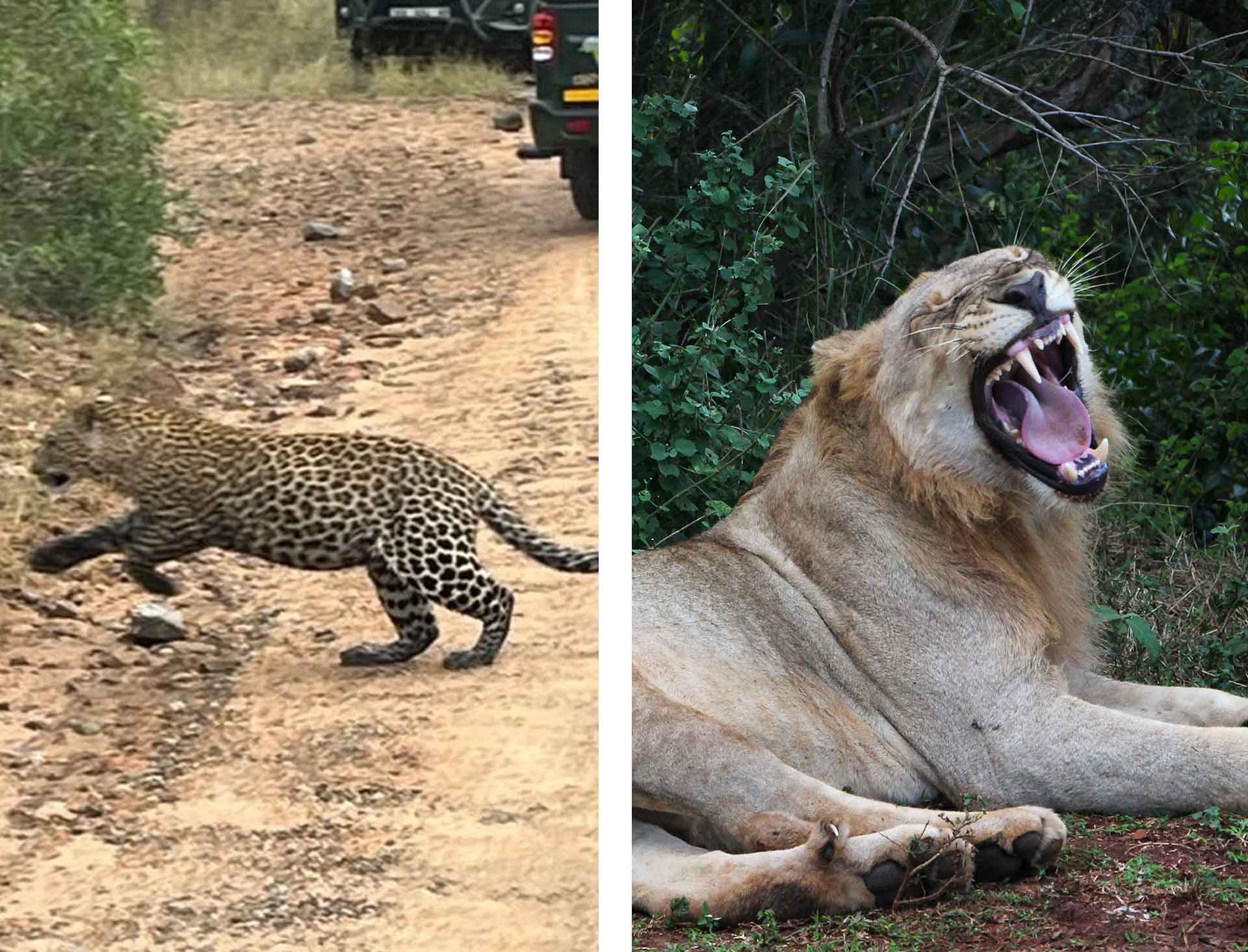 Photo: Left to Right: Spotting a leopard in Kruger National Park, South Africa. Catching sight of a young lion at Hluhluwe Game Reserve in South Africa.