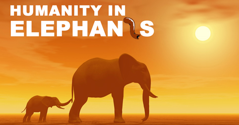 Humanity in Elephants