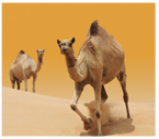 Featured Tours