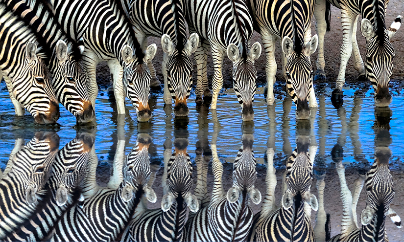 A Herd of zebras drinking at the water hole