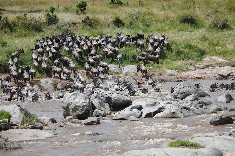 Migratory blue wildebeest