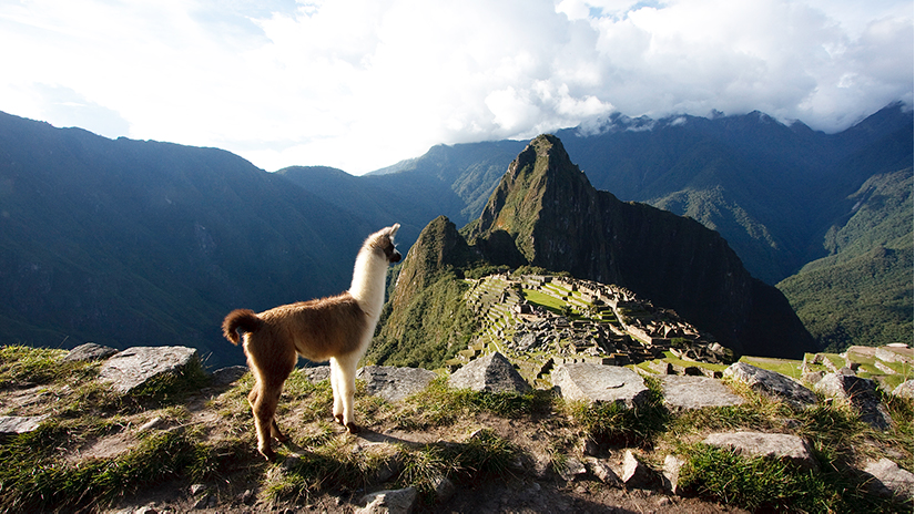 Llamas, Machu Picchu