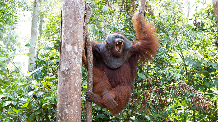 Orangutan spotted in the rainforest, Indonesia