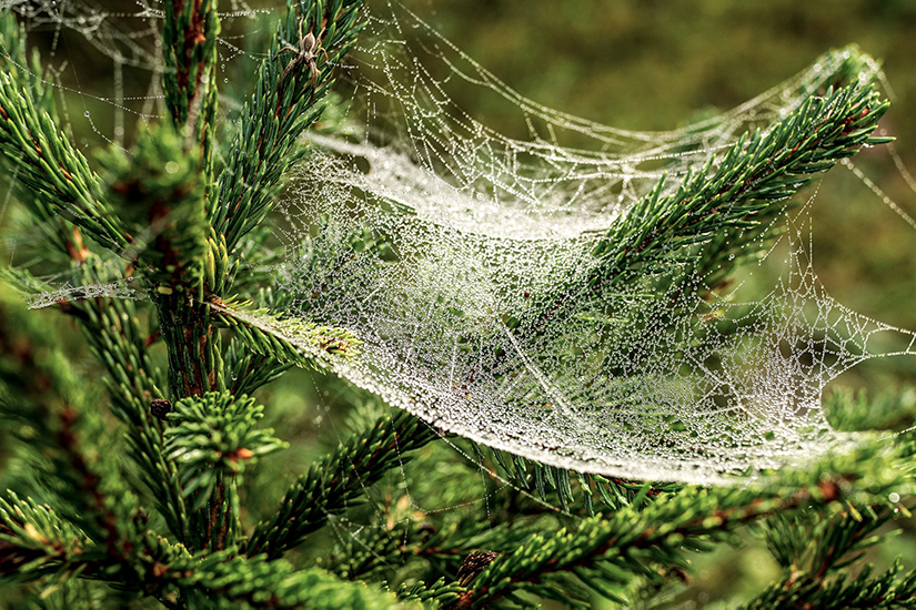 Fir tree needle pine