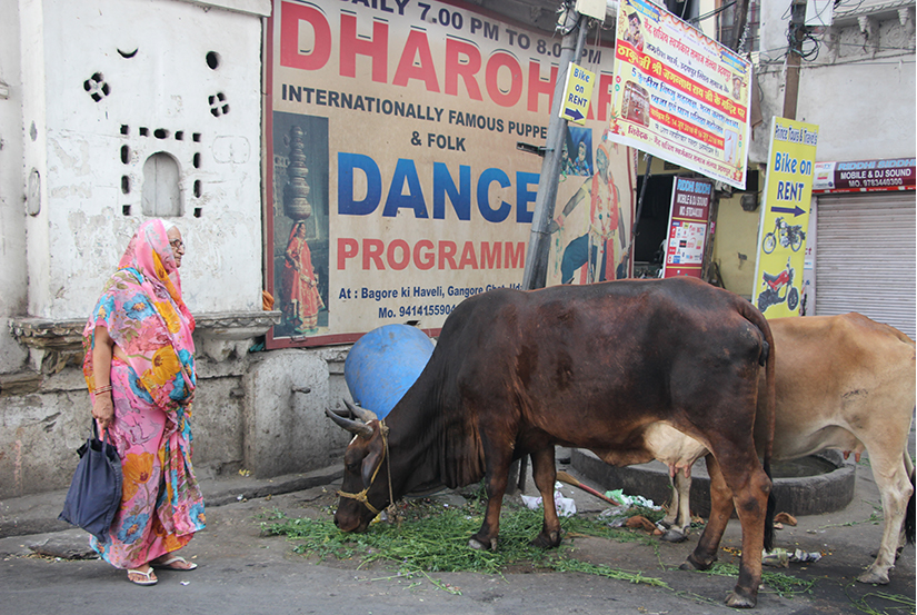 cows roaming through busy markets