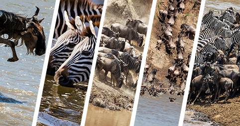 Your top 5 Great Migration safari questions answered