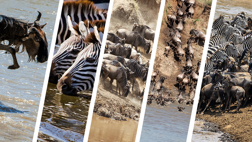 Your top 5 Great Migration safari questions answered