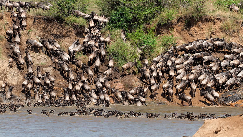 What is the Great Migration?