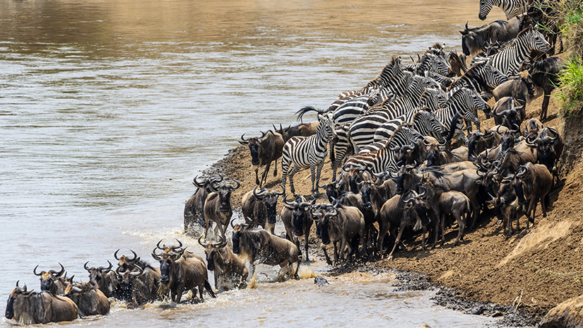 Why should I see the Great Migration?