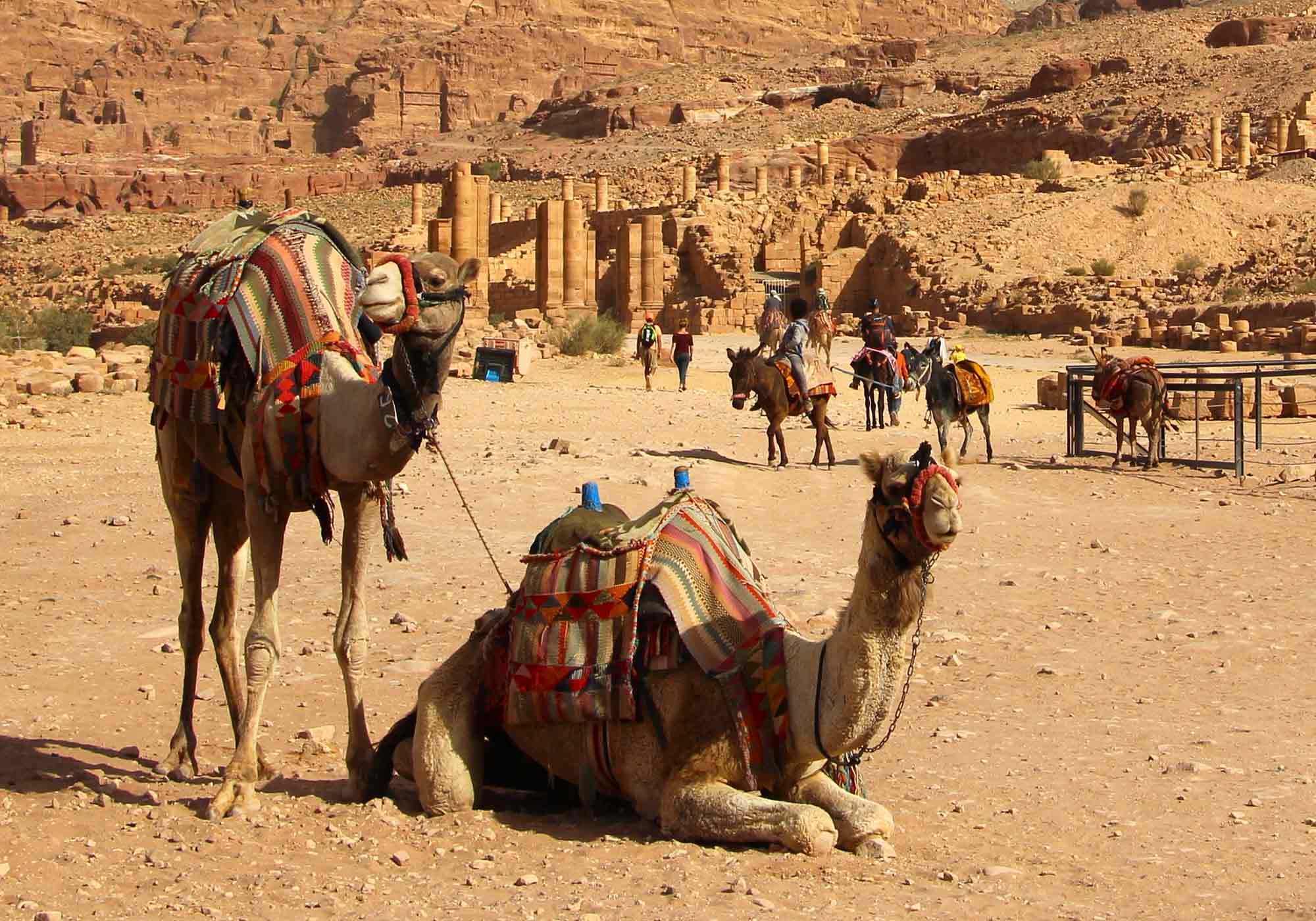 Camels and donkeys ready to offer rides to the different areas of Petra, Jordan