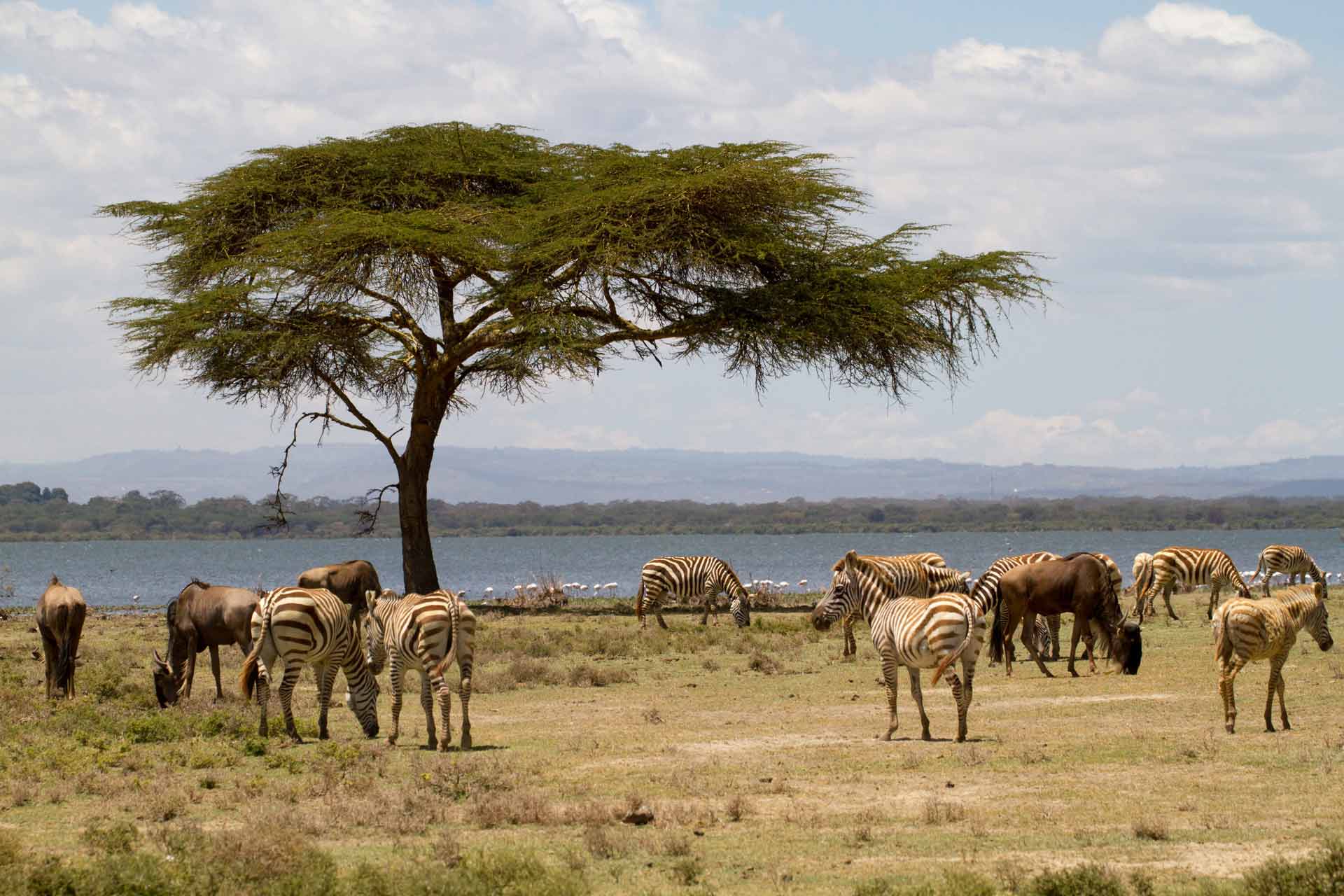 Taking in the many animals found in East Africa while on safari