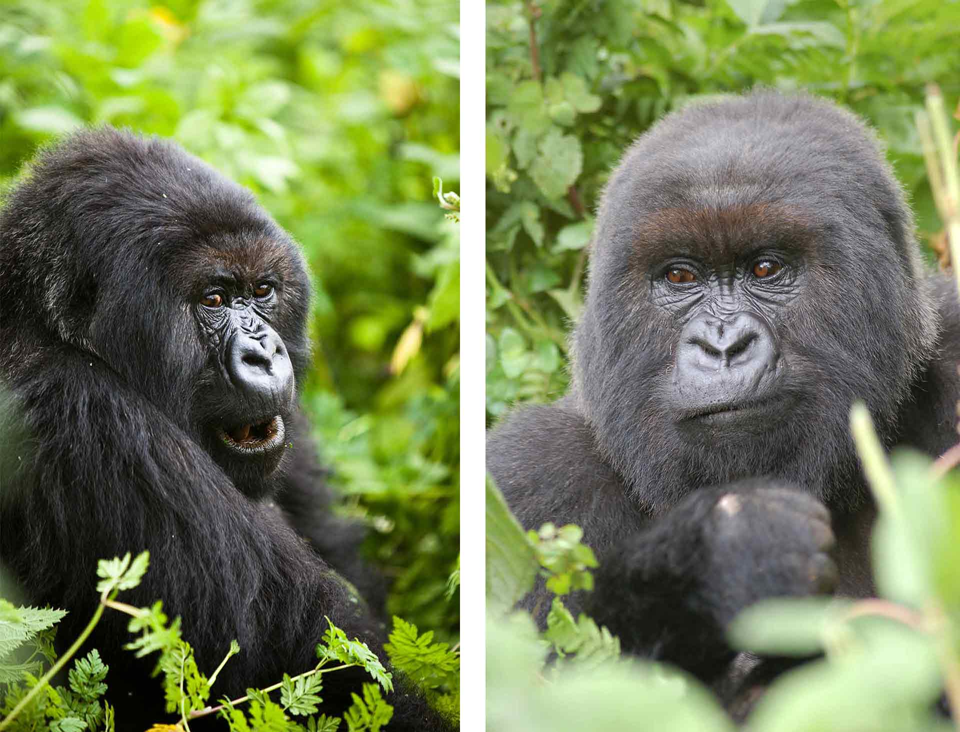 Gorilla trekking in Volcanoes National Park, Rwanda