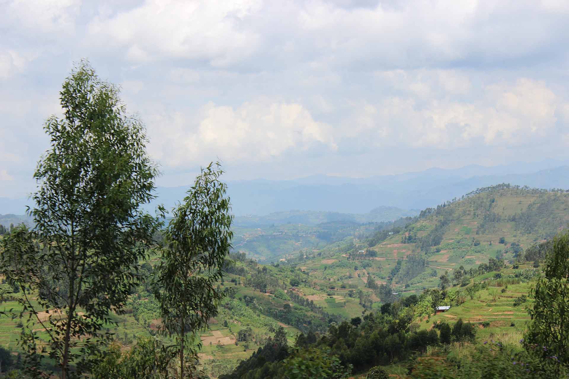 Rolling green hills of mountainous Rwanda