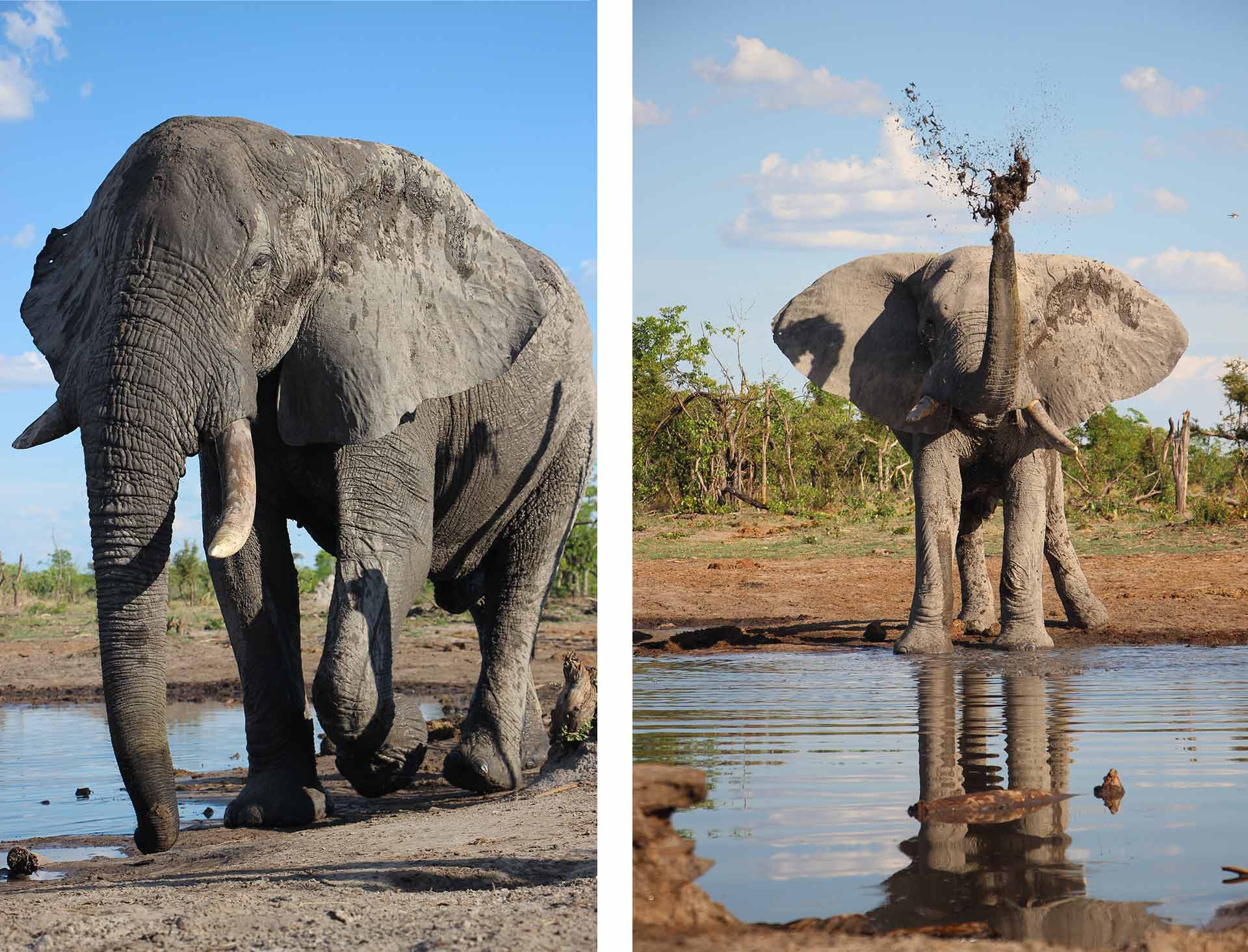 Botswana’s most popular animal, the African savanna elephant, seen in Khwai Private Reserve