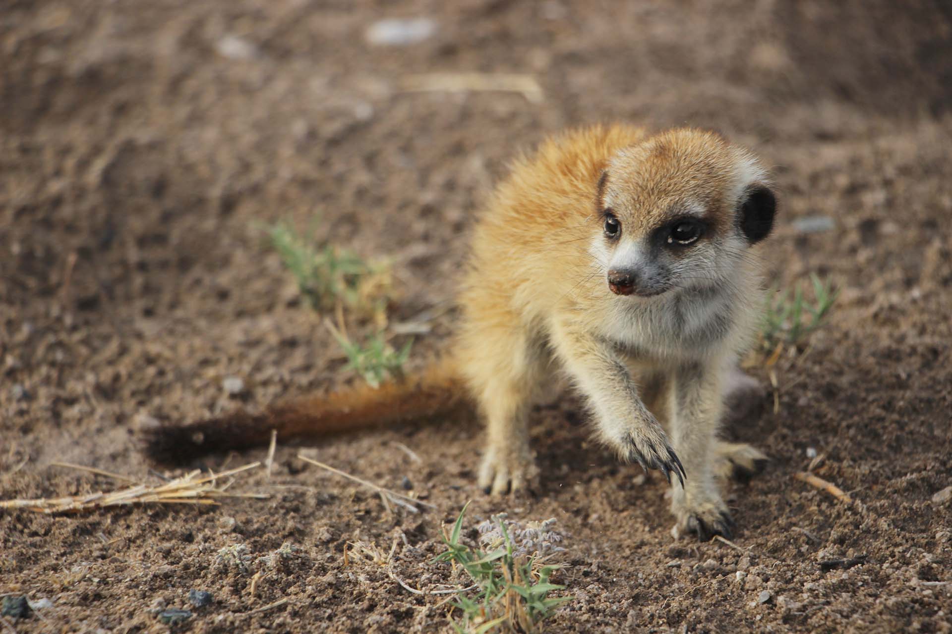 A baby meerkat sits in the light of the sunrise at Botswana’s Makgadikgadi Pans