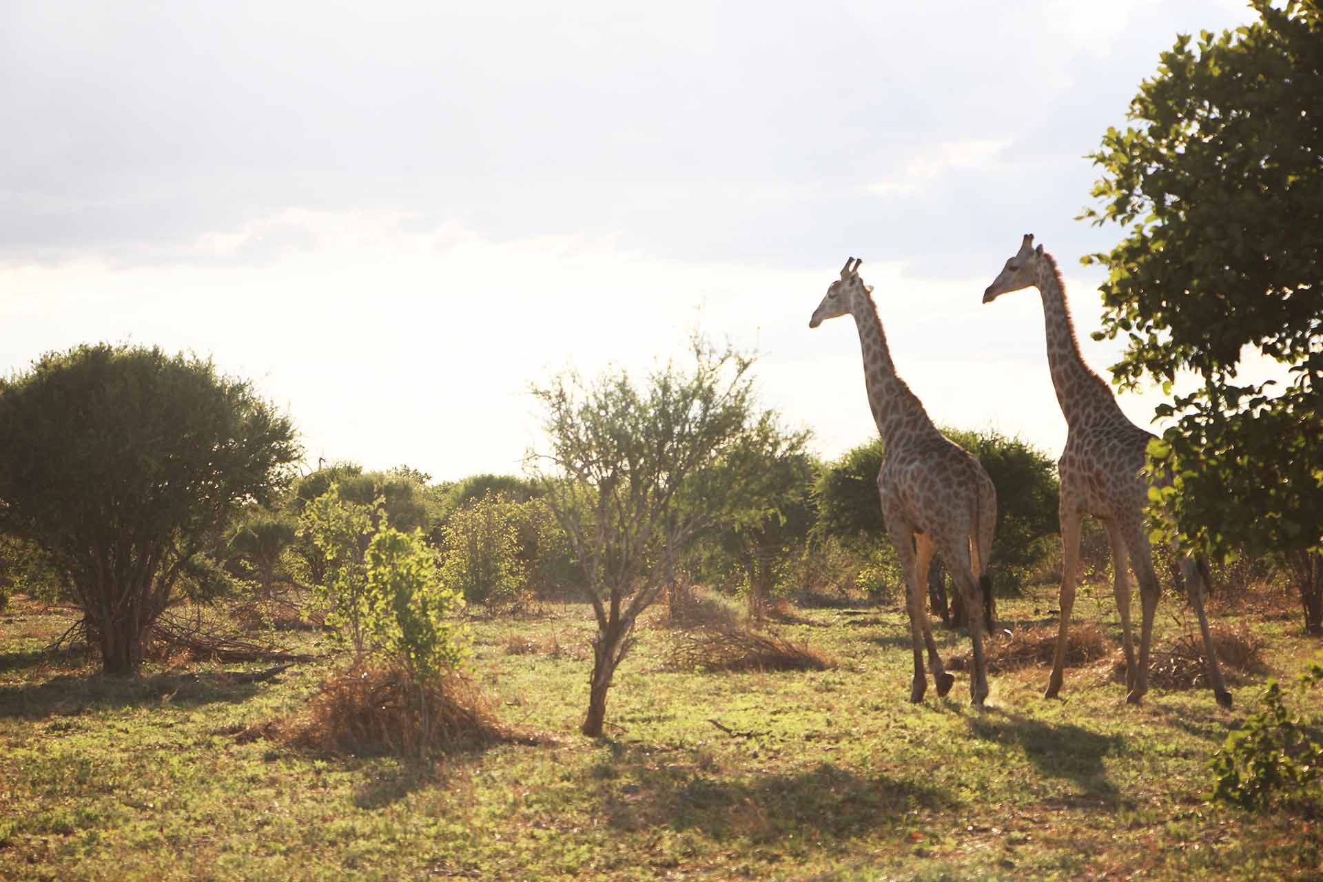 Admiring giraffes while on safari in Botswana game reserve