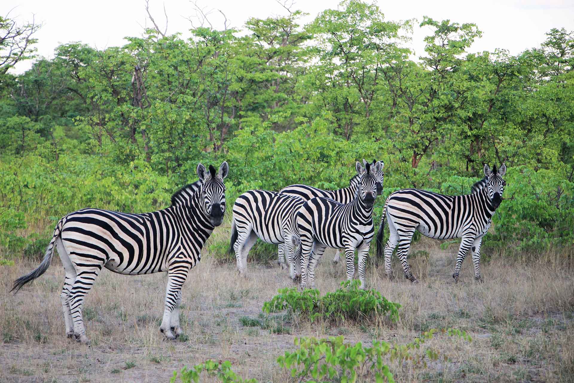 Spotting zebras on safari in Botswana’s Chobe National Park during green season