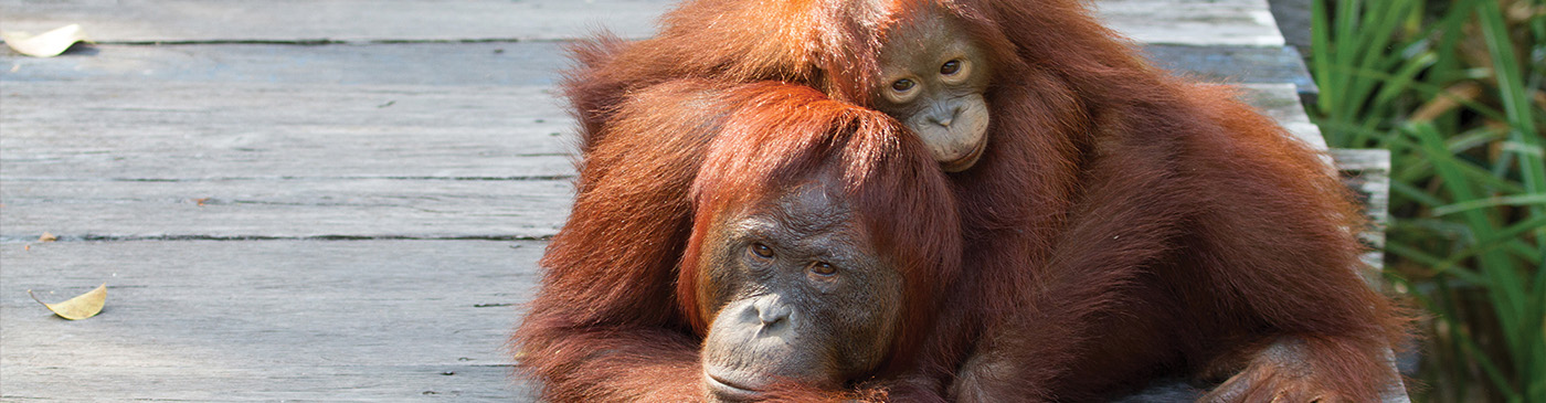 Mother orangutan with cute baby on her neck in the rainforest on Borneo