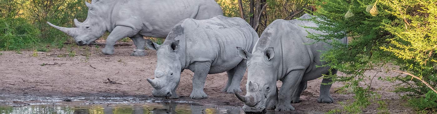White Rhinos taking a mud bath, Khama Rhino Sanctuary, Serowe, Botswana