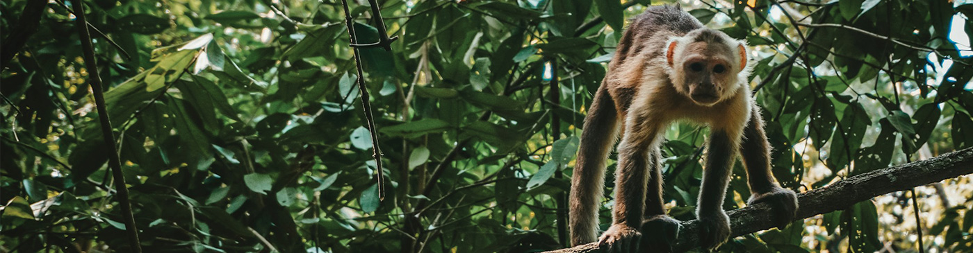 White fronted capuchin monkey, Tayrona National Park, Colombia