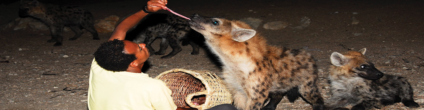 The Hyena Man of Harar performs the nightly feeding of the hyenas