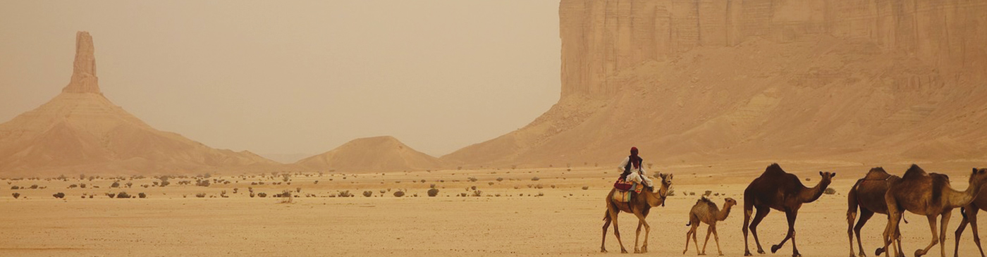 A camel train moving through the desert in Saudi Arabia