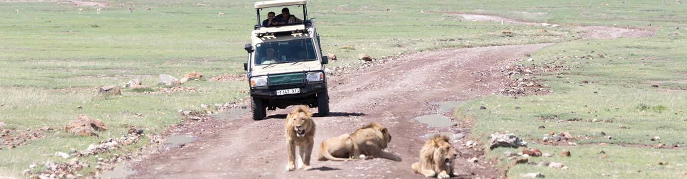 Safari vehicles and Lions (Panthera leo), Ngorongoro Crater, Ngorongoro Conservation Area, Tanzania