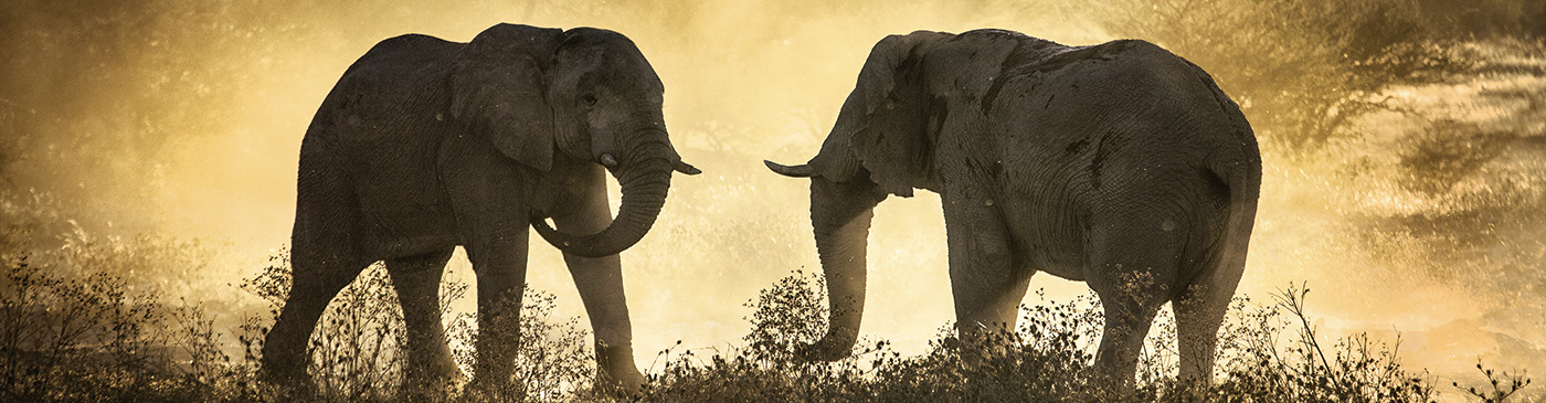 Elephants in National Park in Zimbabwe