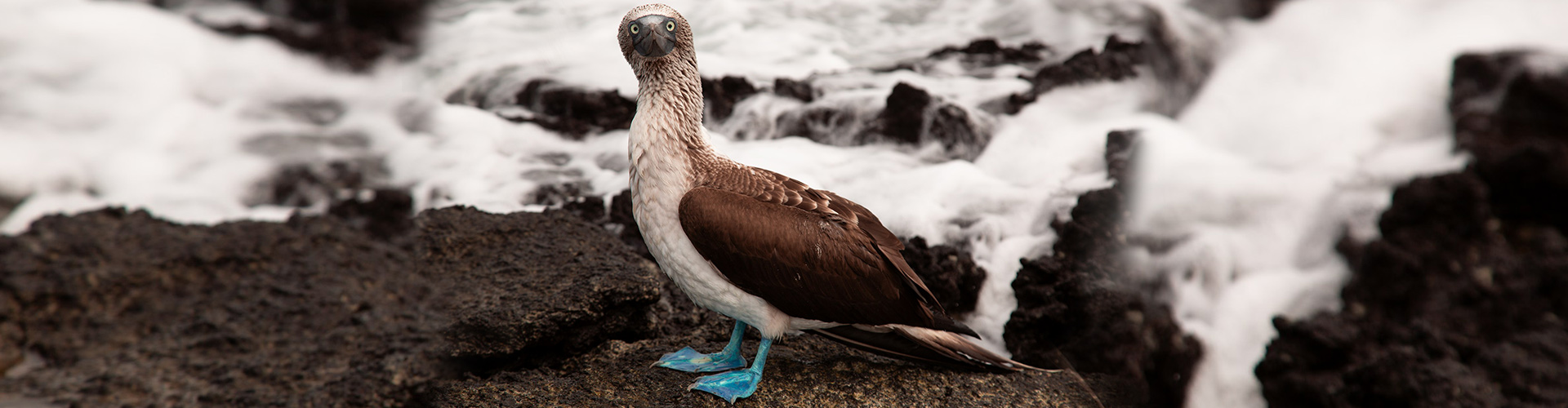 Galapagos Island, Ecuador