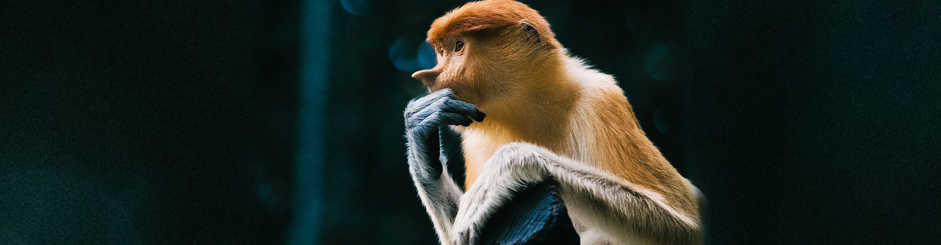 Proboscis monkey, national park in Borneo
