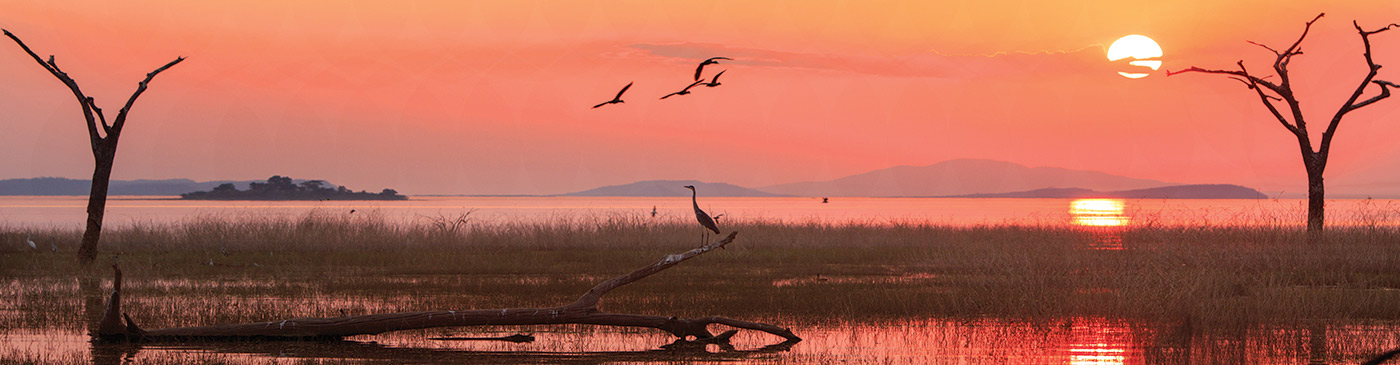 Panorama of a sunset over Lake Kariba with a silhouette of a Grey Heron and Egyptian Geese in flight. Matusadona NationalPark, Zimbabwe