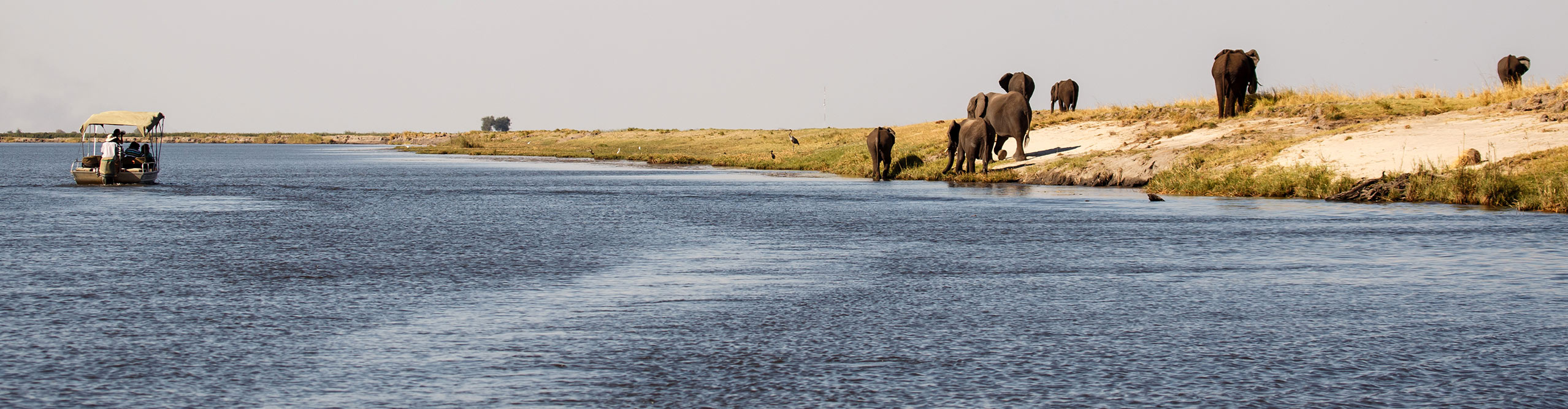 Boat safari observing a group of elephants walking in a Chobe national park in Botswana, Africa
