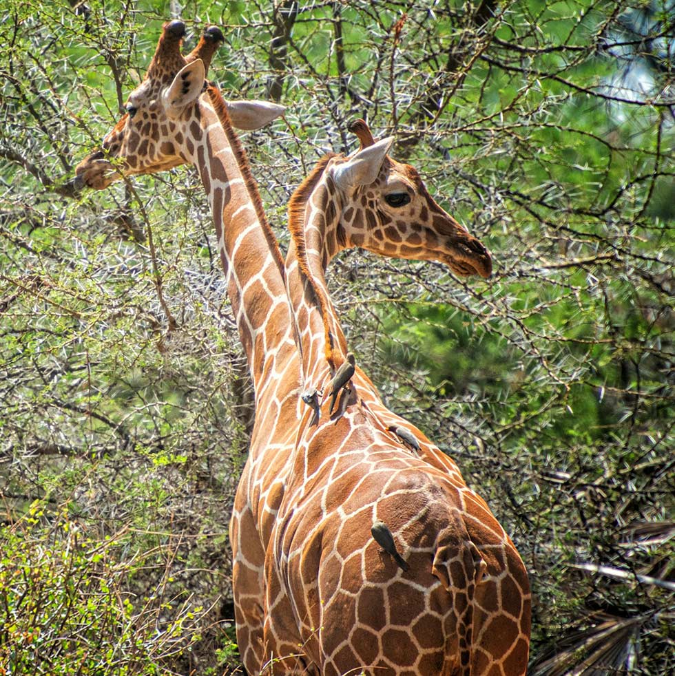 Wild Game Safari