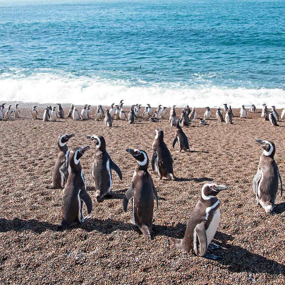 Best of Argentina & Chile