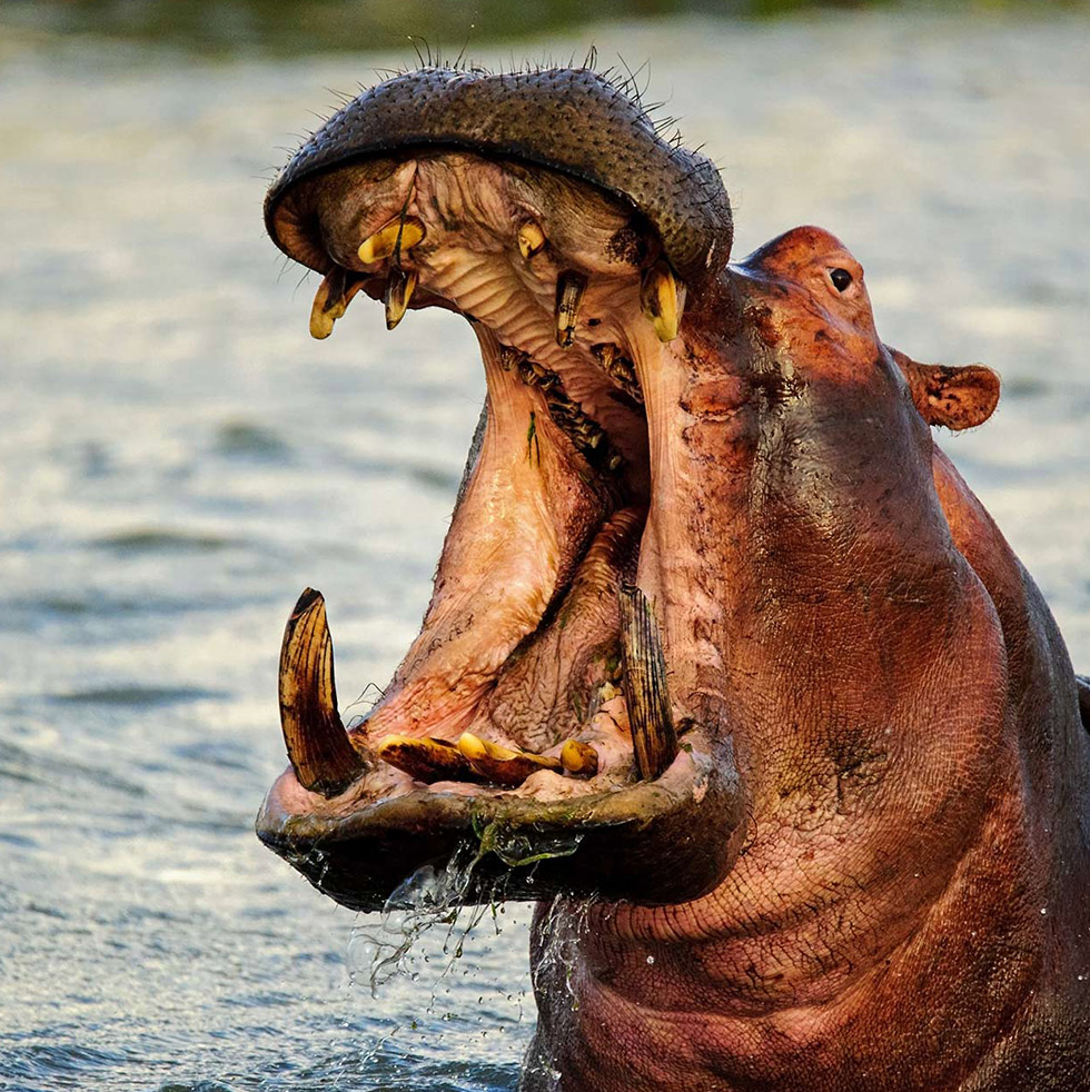 Great Trans-African Safari