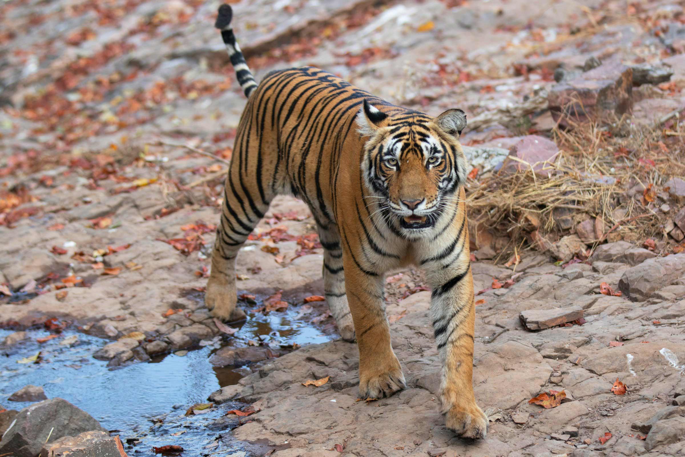 Splendors of North India