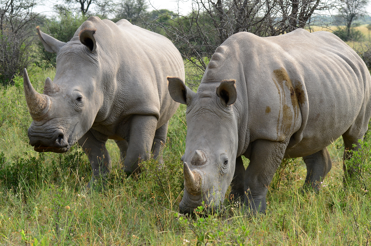 White rhinoceros feeding in open grassland