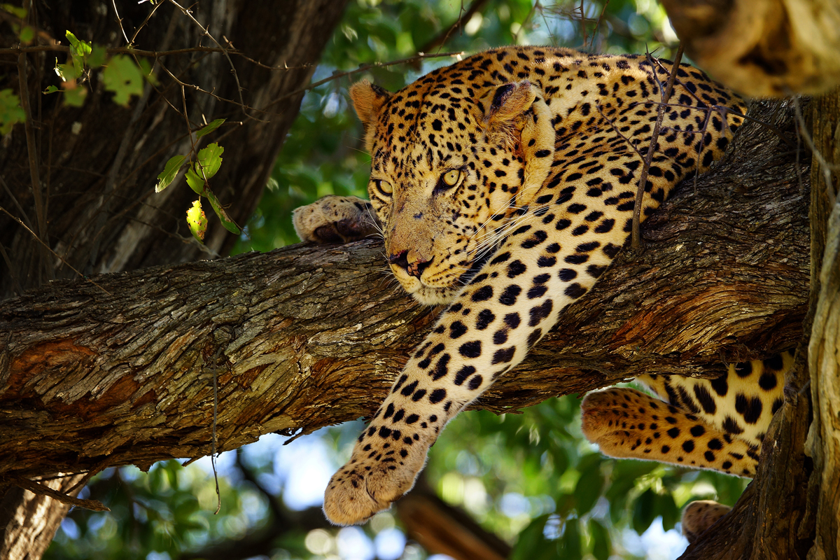 Sleeping leopard in tree