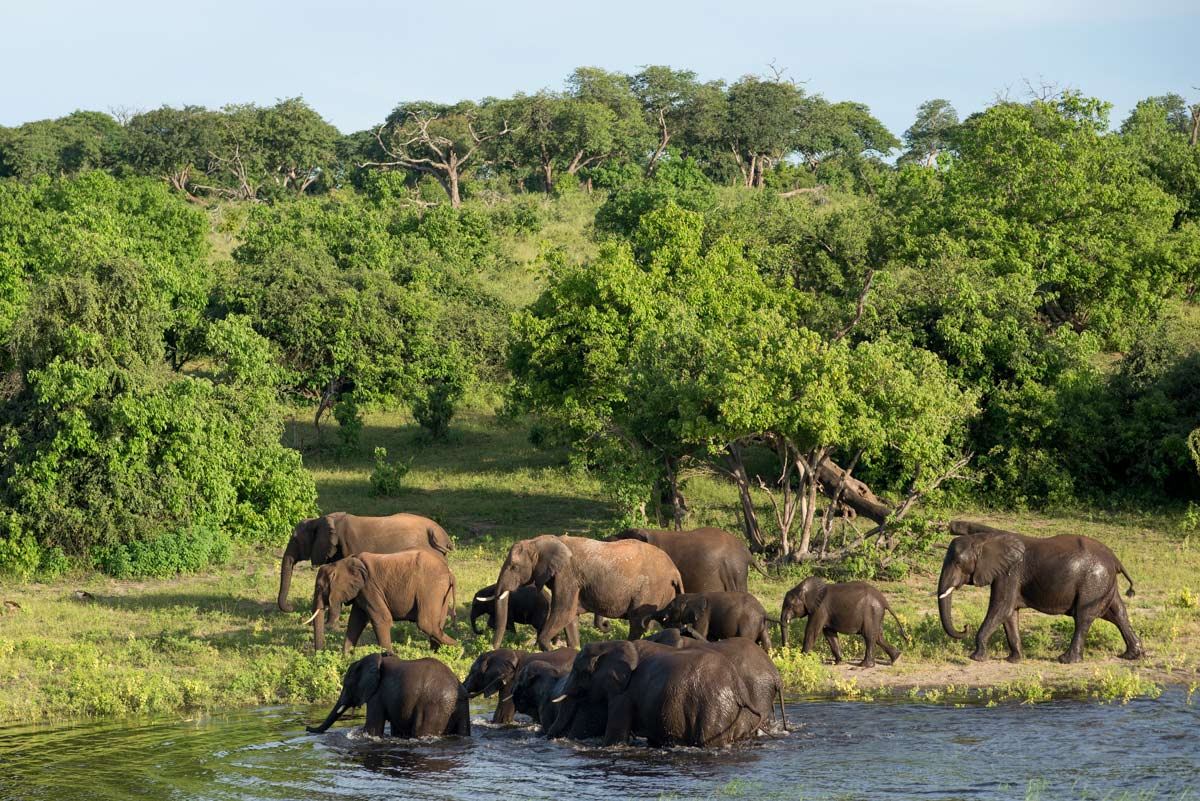 Elephants in Chobe Nature Reserve