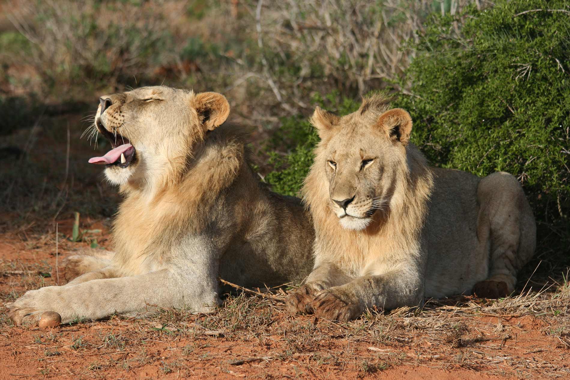 Lions in Moremi Game Reserve