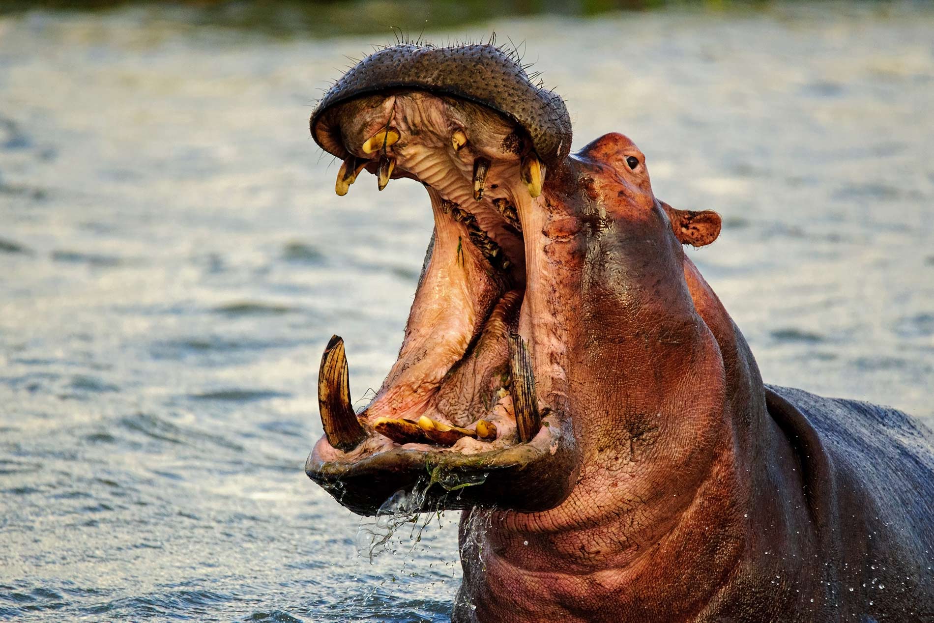 Hippo in Chobe Nature Reserve