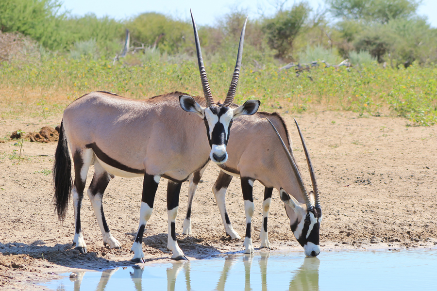 Botswana Wildlife Breakaway Safari