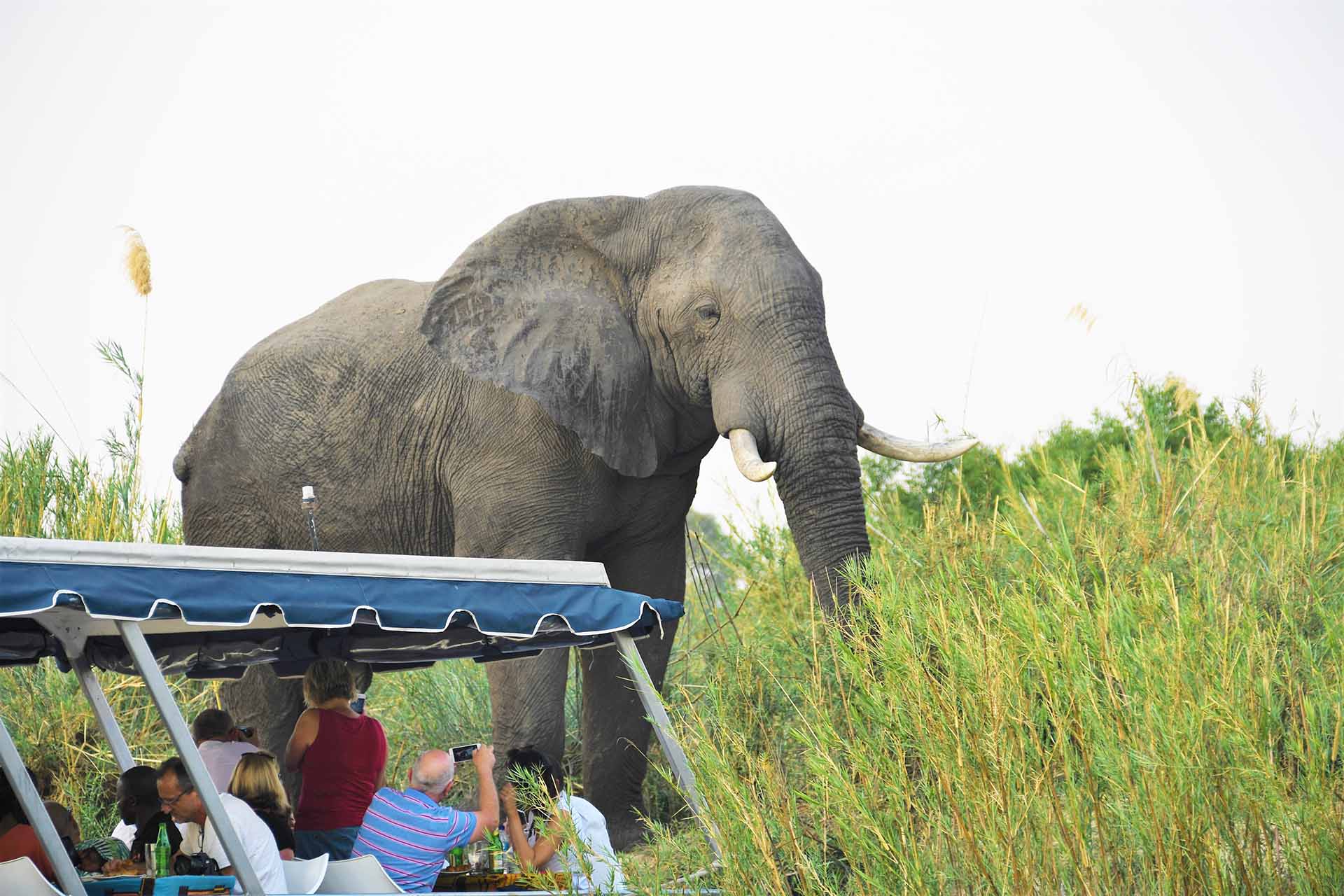 Intimate Botswana & Zimbabwe Encounter