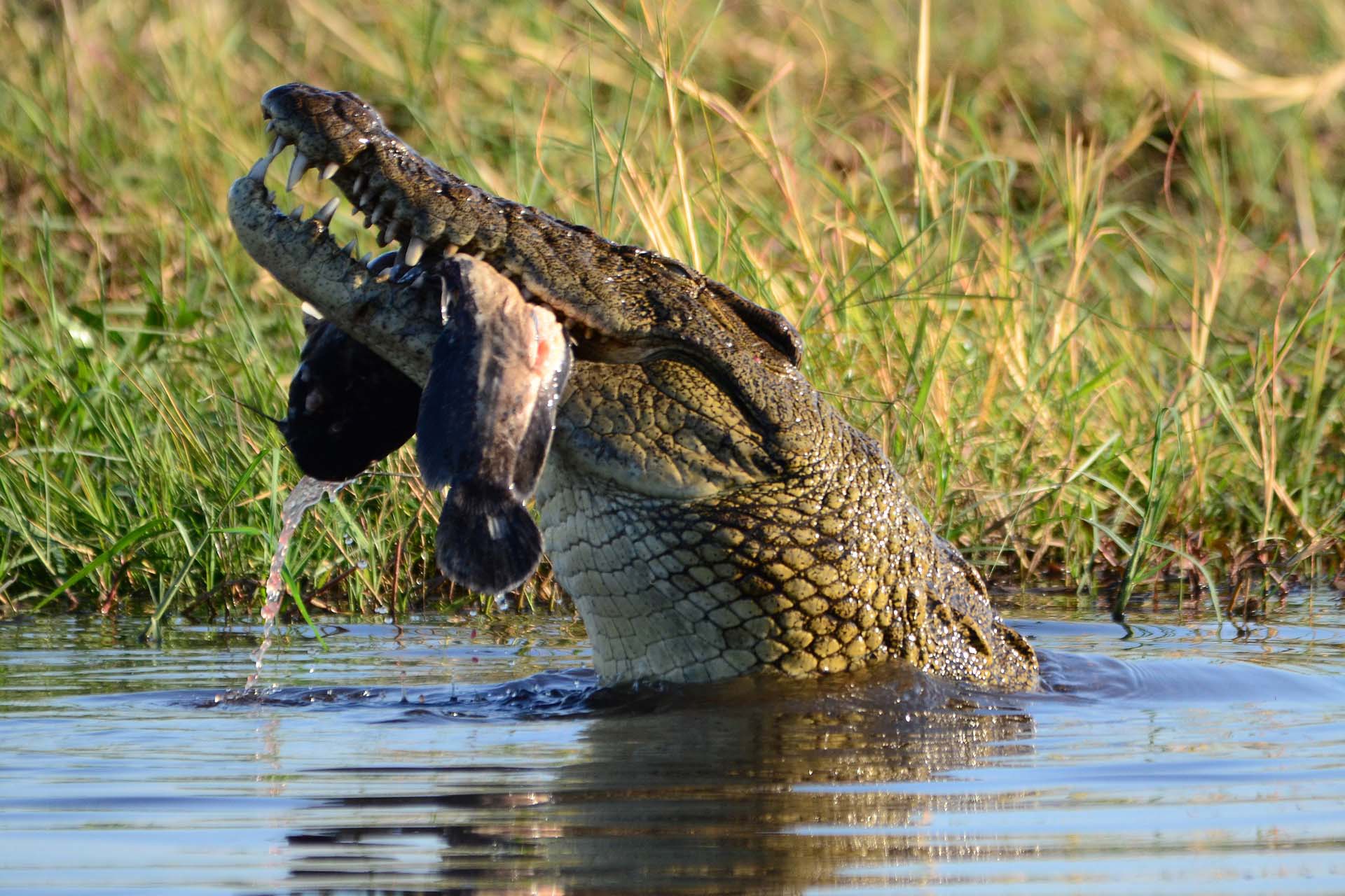 Crocodile in Chobe River with a fish in his mouth