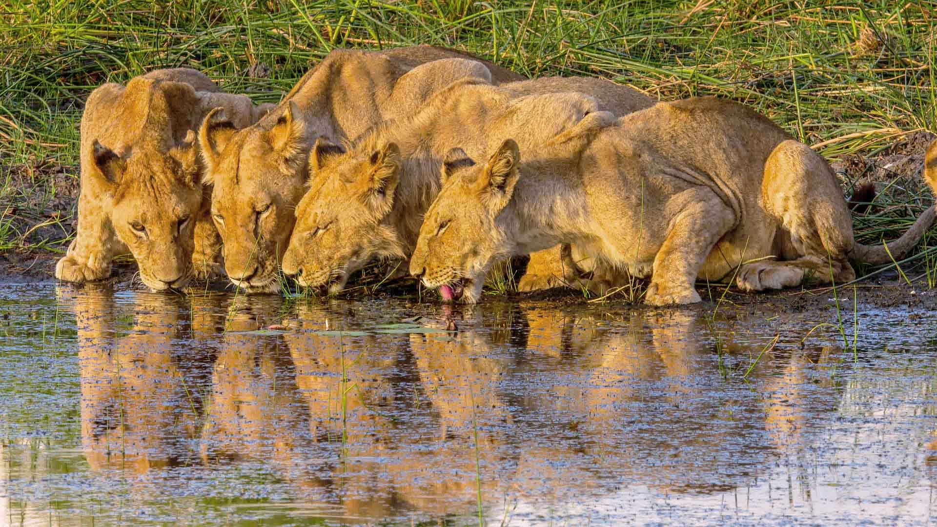 Pride of lions drinking water