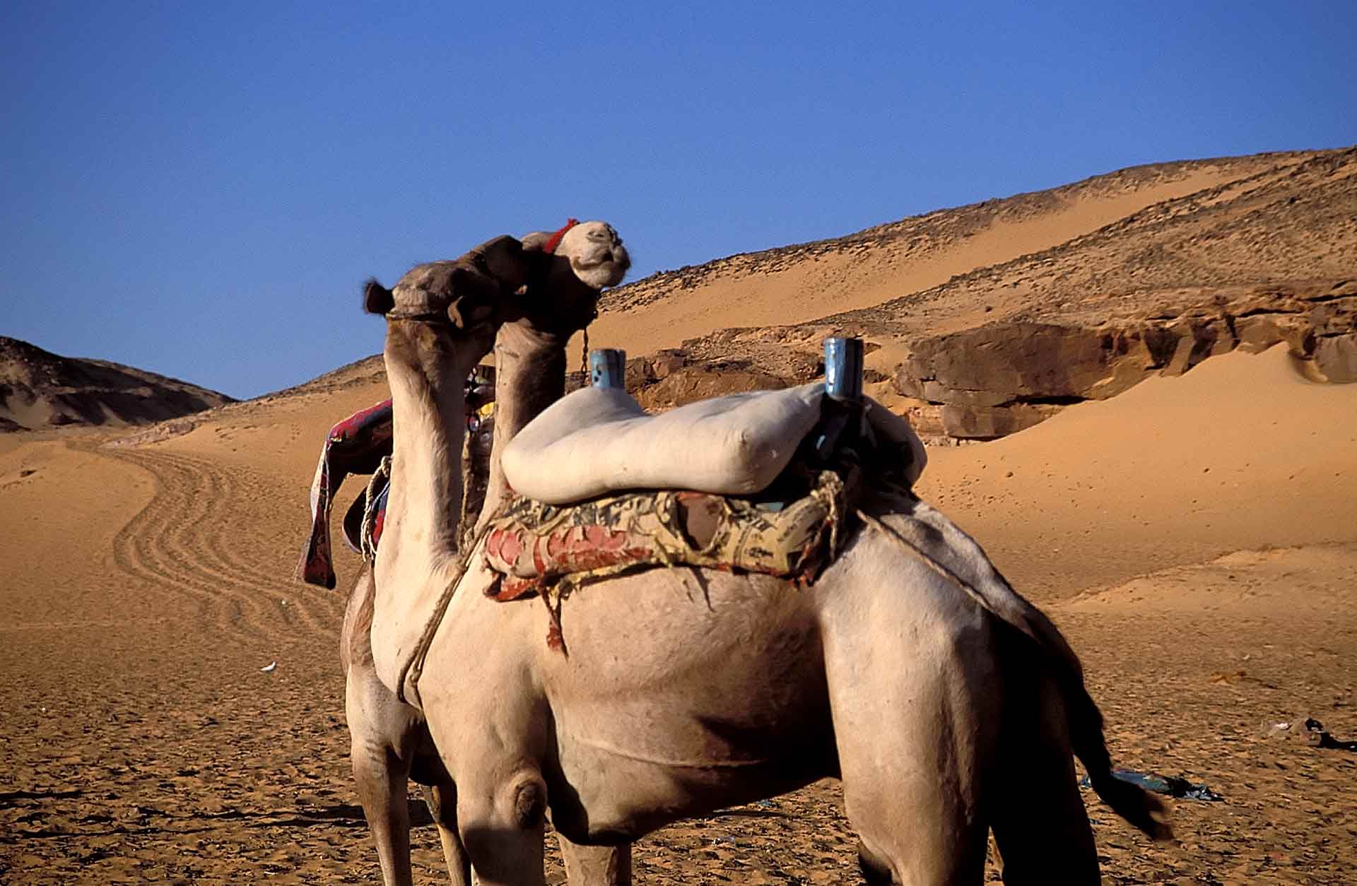Camels, Aswan, Egypt