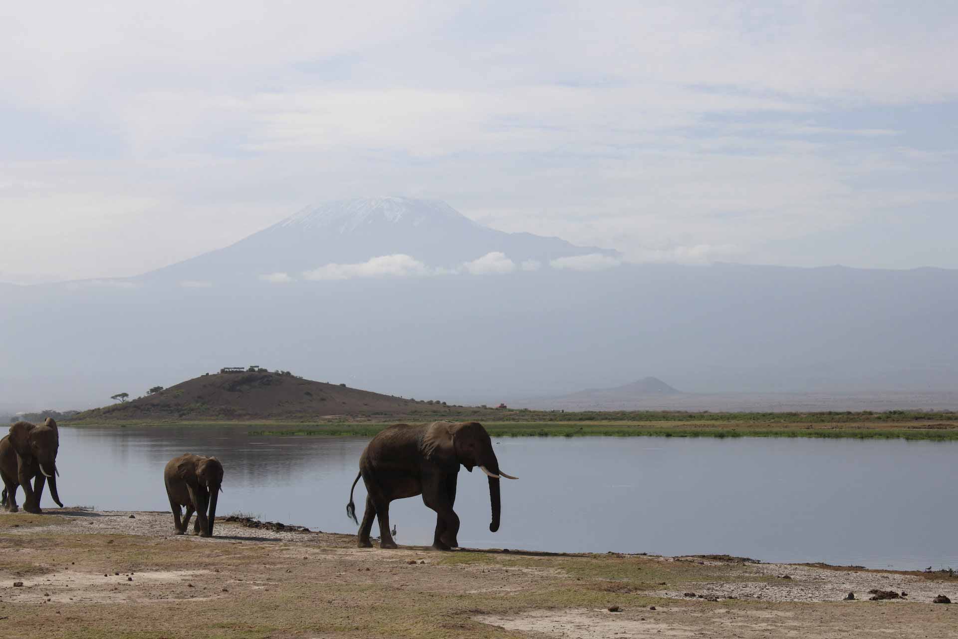 a herd of elephants walking along a body of water
